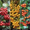 Pyracantha Collection