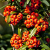 Pyracantha 