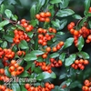 Pyracantha 