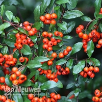 Pyracantha 