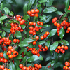 Pyracantha 