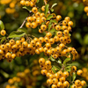 Pyracantha 