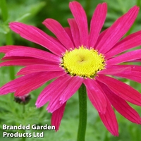 Pyrethrum coccineum 