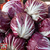 Radicchio 