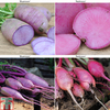 Radish 