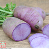 Radish 