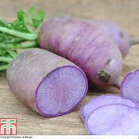 Radish 