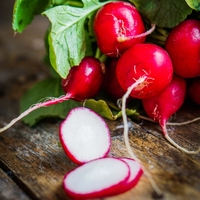 Radish 