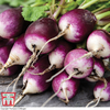 Radish 