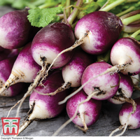 Radish 