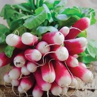 Radish 