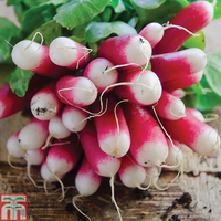 Radish 