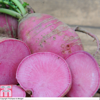 Radish 