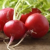 Radish 