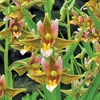 Rainbow Orchid - 2 bareroot plants
