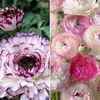 Ranunculus Picotee Collection - 20 bulbs - 10 of each