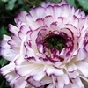 Ranunculus Purple Picotee - 10 bulbs