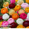 Ranunculus 