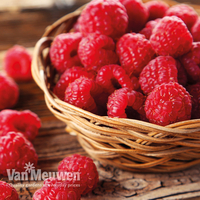 Raspberry 