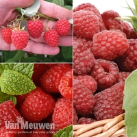 Raspberry 
