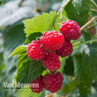 Raspberry 