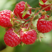 Raspberry 