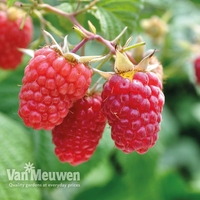 Raspberry 
