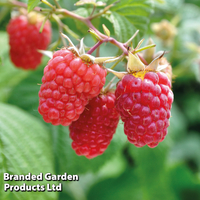Raspberry 