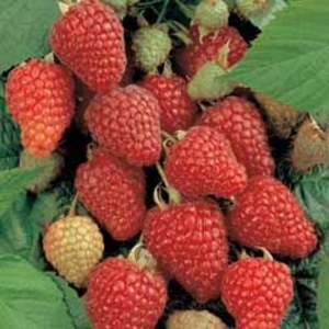 Raspberry 