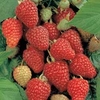 Raspberry 