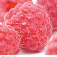Raspberry 