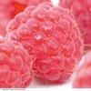 Raspberry 