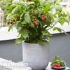 Raspberry 