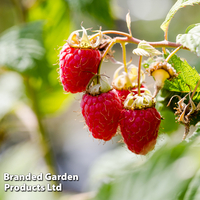 Raspberry 