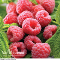 Raspberry 