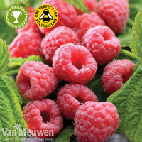 Raspberry 