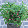 Raspberry 