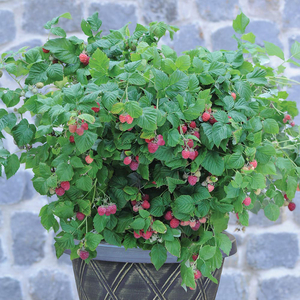 Raspberry 