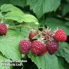 Raspberry 