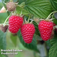 Raspberry 