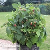 Raspberry 