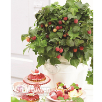 Raspberry 