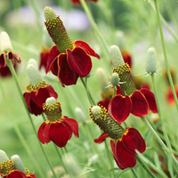 Ratibida columnifera f. pulcherrima 