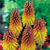 Red Hot Poker - 5 bareroot plants