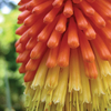Red Hot Poker 