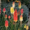 Red Hot Poker 