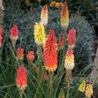 Red Hot Poker 