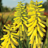 Red Hot Poker 
