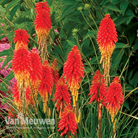 Red Hot Poker 