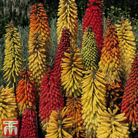 Red Hot Poker 